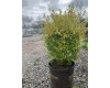 Sunshine Ligustrum 3 Gal